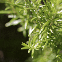 Rosemary leaves