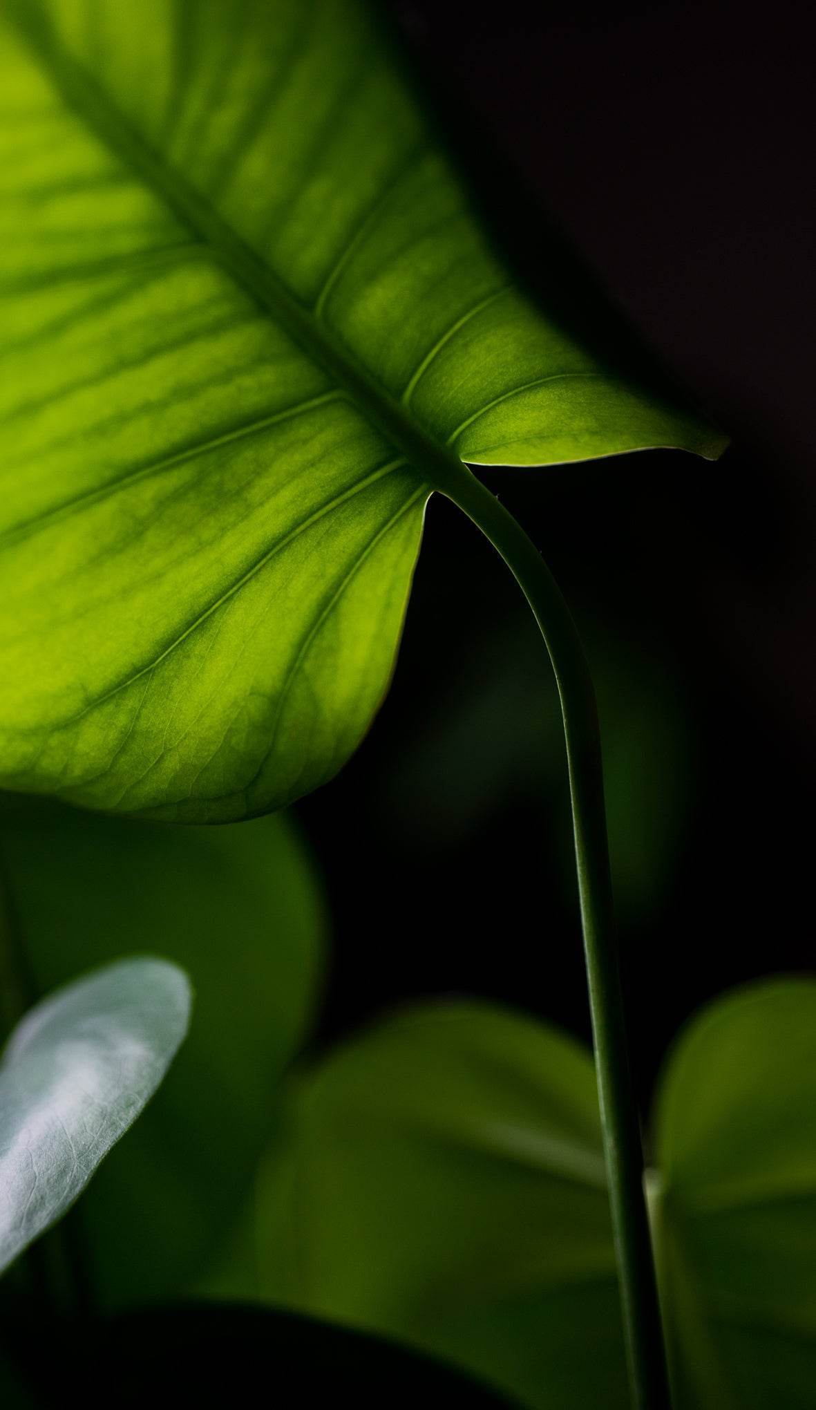 a-backlit-monstera-plant-leaf - Secret Spells